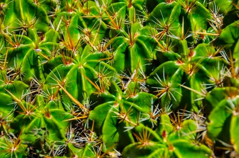 Lot of Cactuses Pattern Stock Photos
