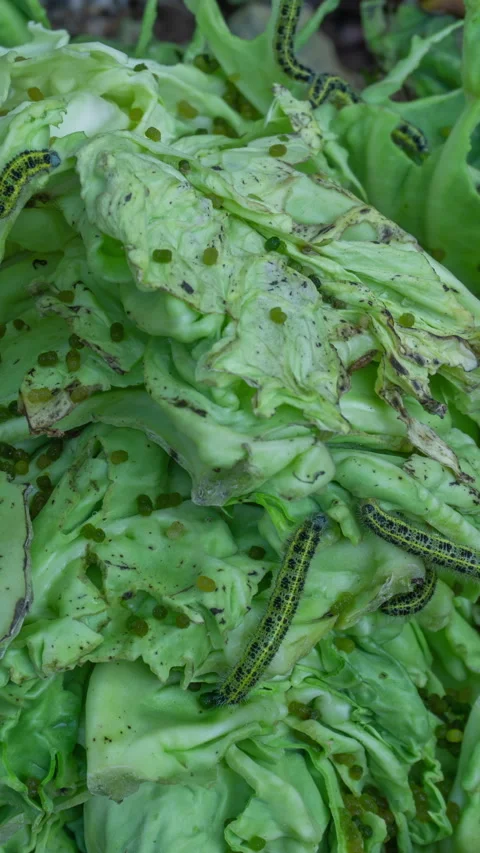 Lot of caterpillars on cabbage Video stock 253418071