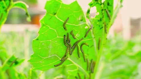 A lot of caterpillars eating a cabbage leaf, close-up in a vegetable garden Stock Footage 315568745