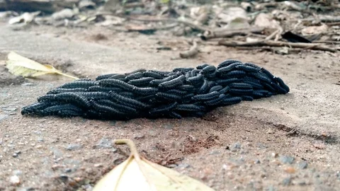 A lot of caterpillars forming one moving together, stopping and moving again Stock Footage 125103199