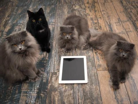 A lot of cats around tablet computer on the floor Stock Photos