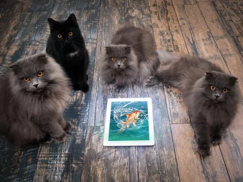 A lot of cats around the tablet computer. The image of a goldfish on the surf Stock Photos