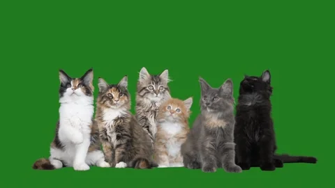 A lot of cats on a green screen Stock Footage 161145338