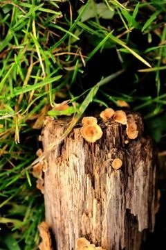 A lot of chaga Stock Photos