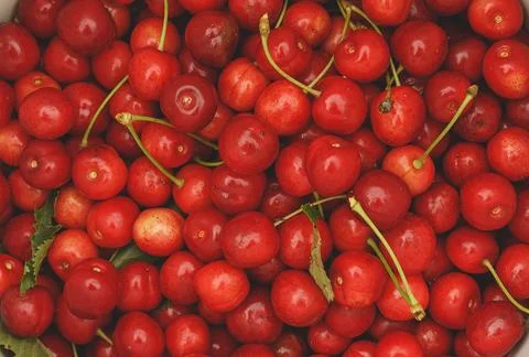 Lot of cherries Stock Photos