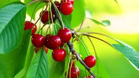 A lot of cherries ripen on the branches of a fruit tree in the garden, close-up Stock Footage 247883808