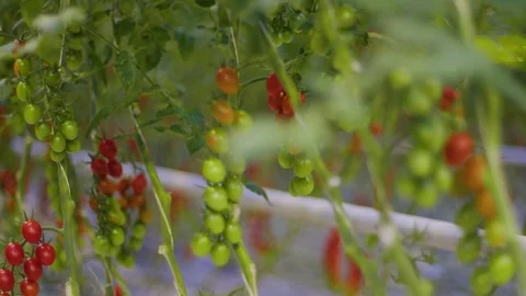A lot of cherry tomatoes of different colors hang on a branch in a greenhouse, a Stock Footage 257455014