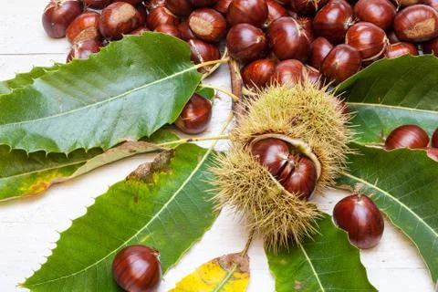An lot off chestnuts Stock Photos