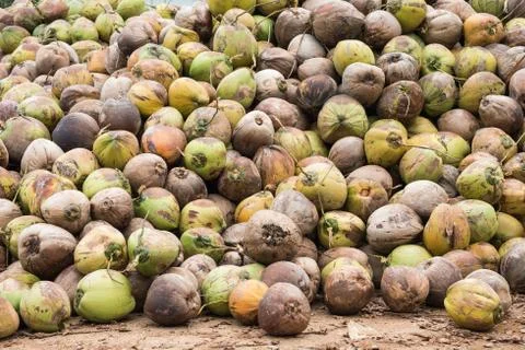 A lot of coconuts Stock Photos