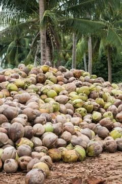 A lot of coconuts Foto stock