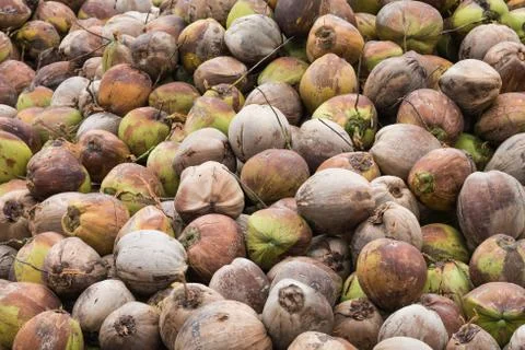 A lot of coconuts Stock Photos