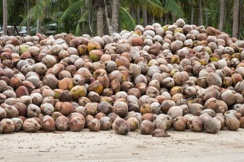 A lot of coconuts Stock Photos