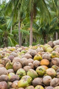 A lot of coconuts Stock Photos