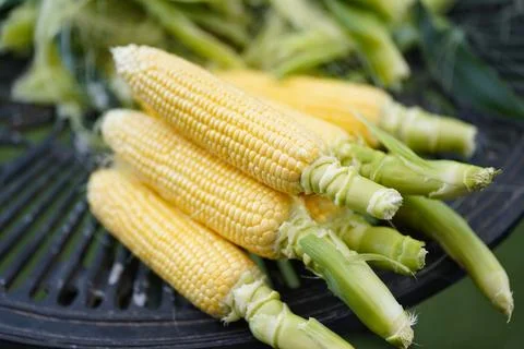 A lot of corn Stock Photos