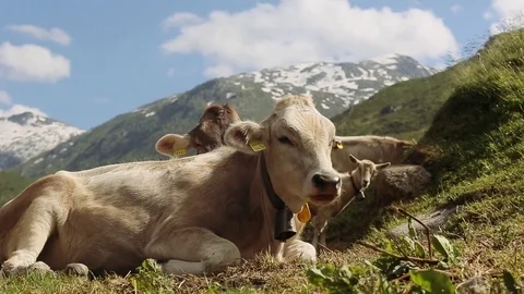 A lot of cows are eating the grass Stock Footage