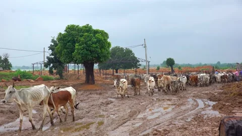 A lot of cows coming to the cowshed Video stock 212013828
