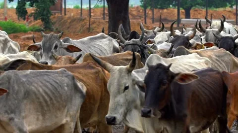 Lot of cows coming to the cowshed Stock Footage 212018939