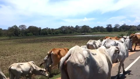 A lot of cows Video stock 78027683