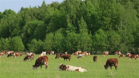 A lot of cows grazing in the field. Stock Footage 50418527