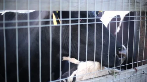 A lot of cows in the pen close-up Stock Footage 138489692