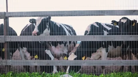 A lot of cows in the pen close-up Stock Footage 138489898