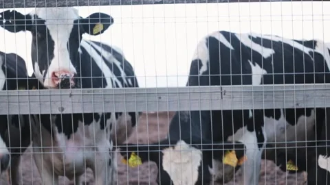 A lot of cows in the pen close-up Stock Footage 138490211