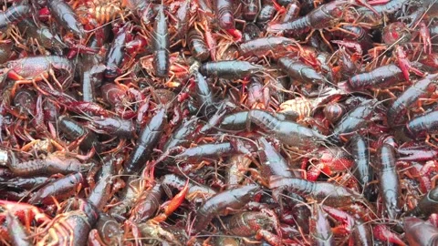 A lot of crayfish at the bazaar in Xining, China, cancer background Stock Footage 333757390