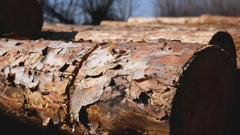 A lot of cut pine logs lie on the ground against the background of blue sky and Stock Footage 272603480