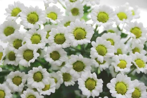 A lot of daisywheels Stock Photos