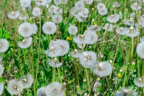 A lot of dandelions Stock Photos