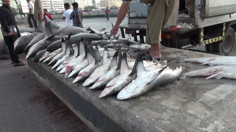 Lot of dead sharks in Dubai fish market - shark finning Stock Footage