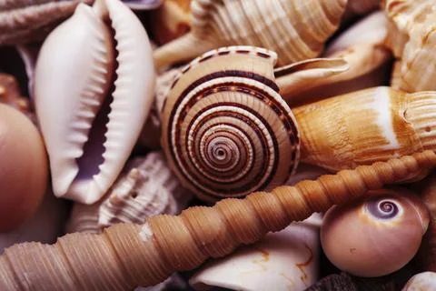 A lot of different empty sea shells on background, macro details Stock Photos