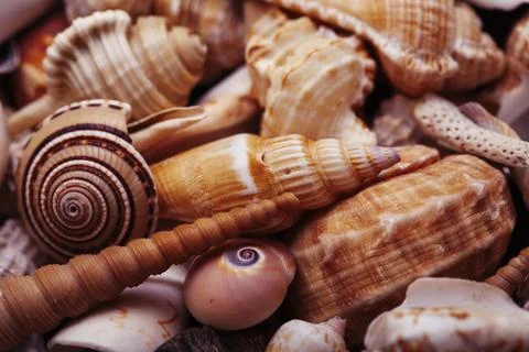 A lot of different empty sea shells on background, macro details Stock Photos