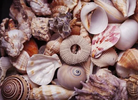 A lot of different empty sea shells on background, macro details 스톡 사진