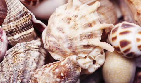 A lot of different empty sea shells on background, macro details Stock Photos