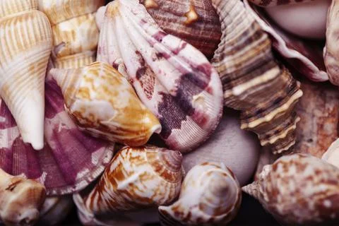 A lot of different empty sea shells on background, macro details Stockfoto's