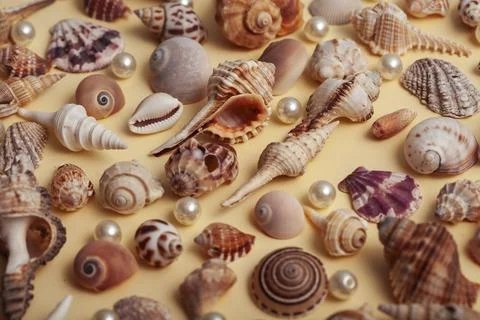 A lot of different empty sea shells on yellow background, macro details Foto stock