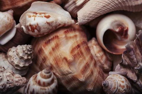 A lot of different empty sea shells on yellow background, macro details Stock Photos