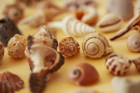 A lot of different empty sea shells on yellow background, macro details Foto stock