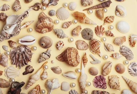 A lot of different empty sea shells on yellow background, macro details Foto stock