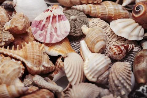 A lot of different empty sea shells on yellow background, macro details Foto stock