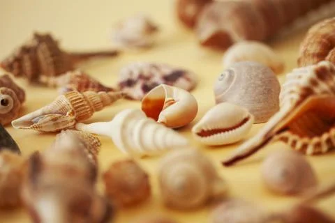 A lot of different empty sea shells on yellow background, macro details Foto stock