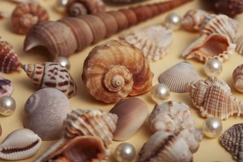 A lot of different empty sea shells on yellow background, macro details Foto stock