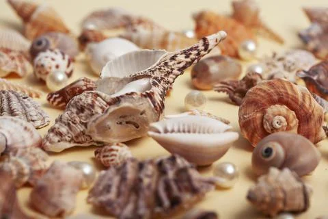 A lot of different empty sea shells on yellow background, macro details Foto stock