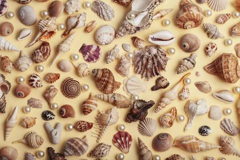 A lot of different empty sea shells on yellow background, macro details Stock Photos