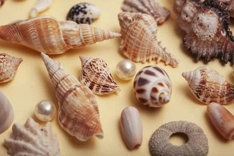 A lot of different empty sea shells on yellow background, macro details Stockfoto's