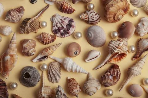 A lot of different empty sea shells on yellow background, macro details Stock Photos