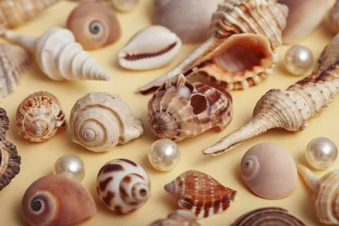 A lot of different empty sea shells on yellow background, macro details Foto stock