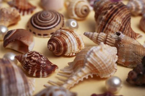 A lot of different empty sea shells on yellow background, macro details Foto stock