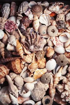 A lot of different empty sea shells, natural background, macro details Stock Photos